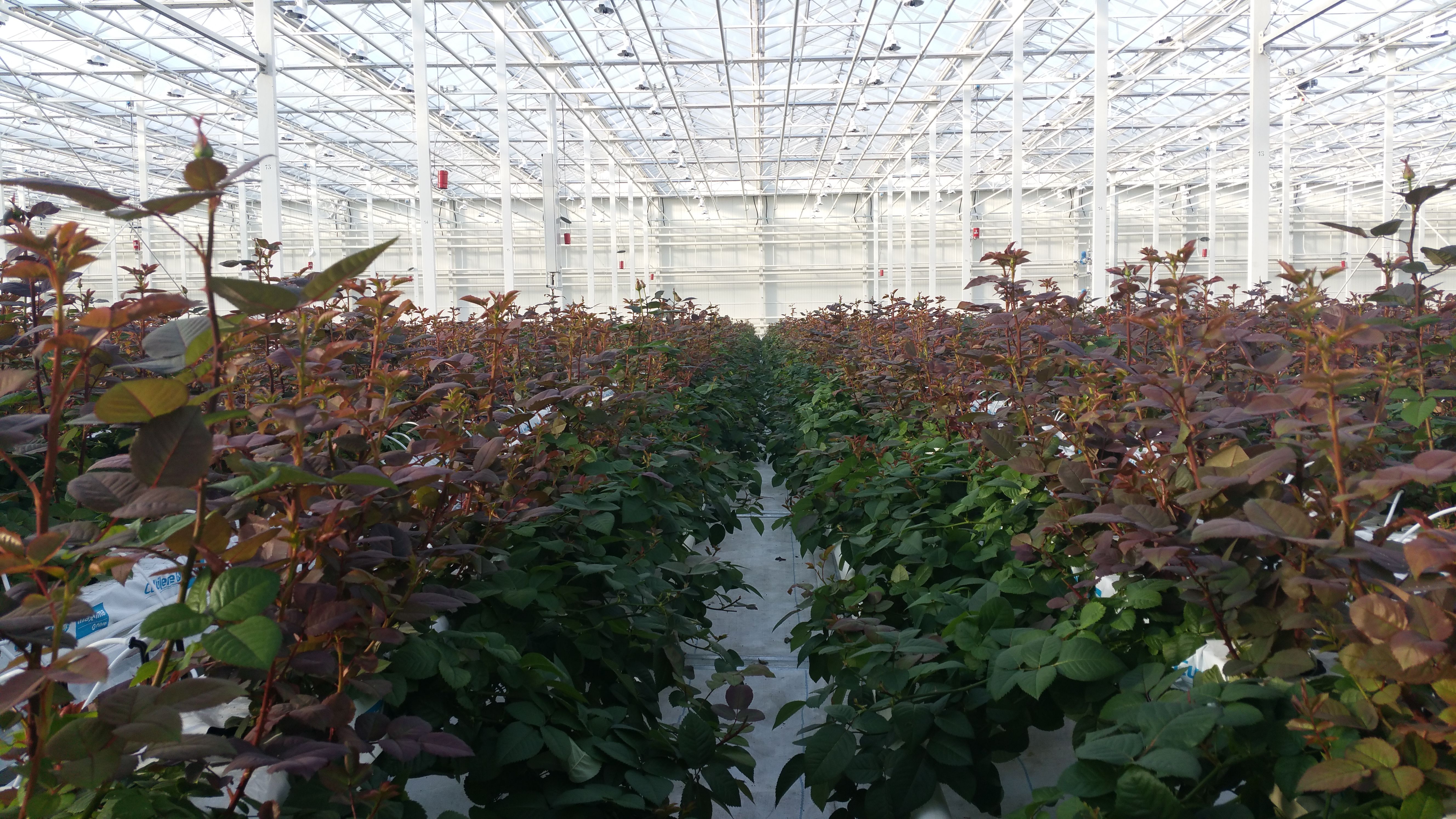Expansive rose cultivation field inside climate-controlled greenhouse