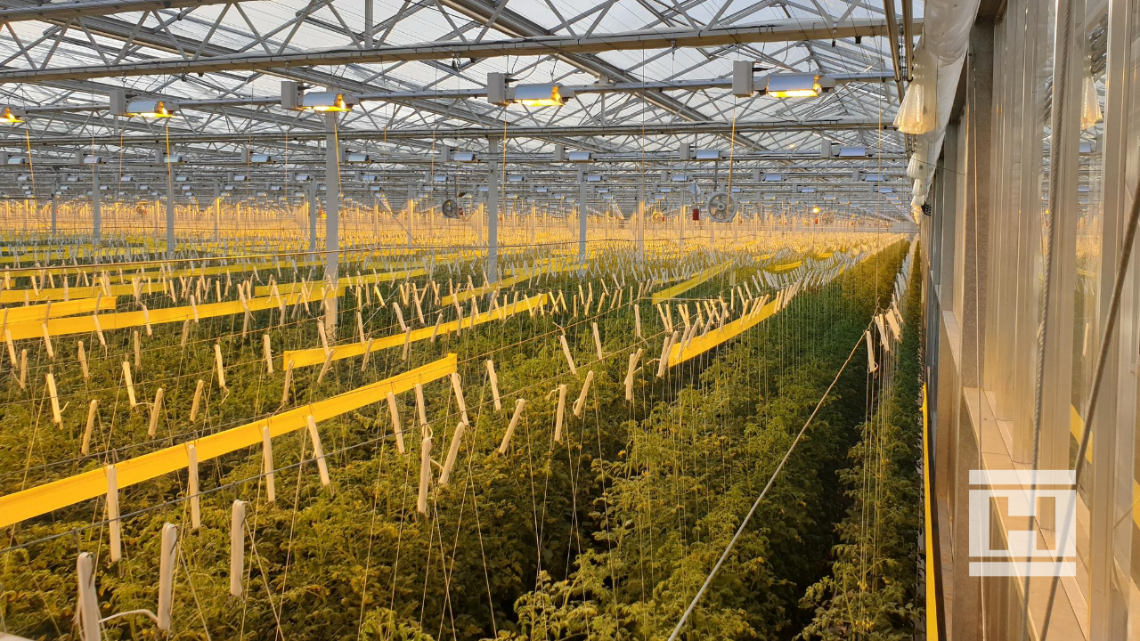 Mature tomato plants with string supports under grow lighting